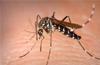 75 Dengue cases discovered